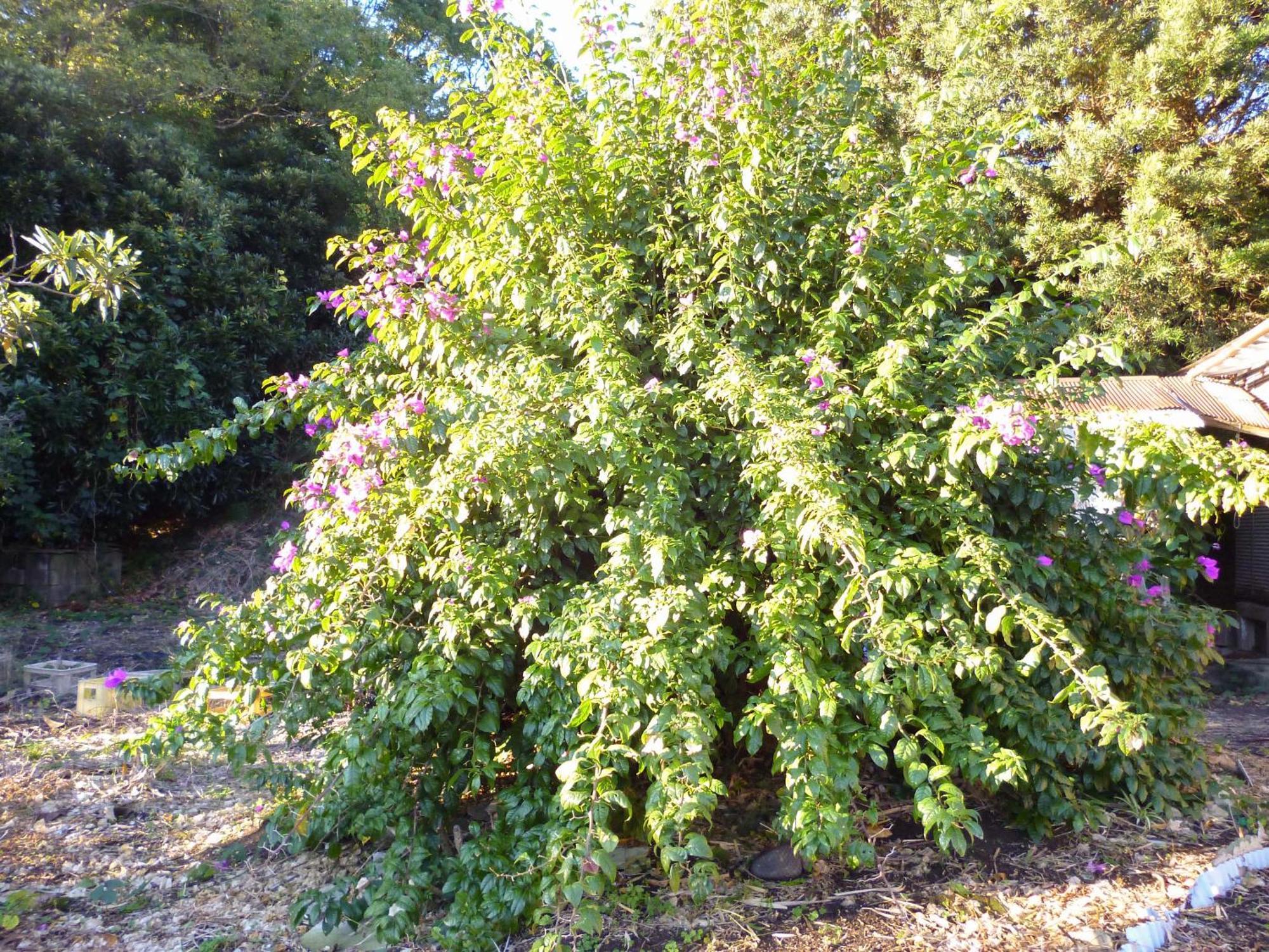 Pension Flora Tateyama  Dış mekan fotoğraf