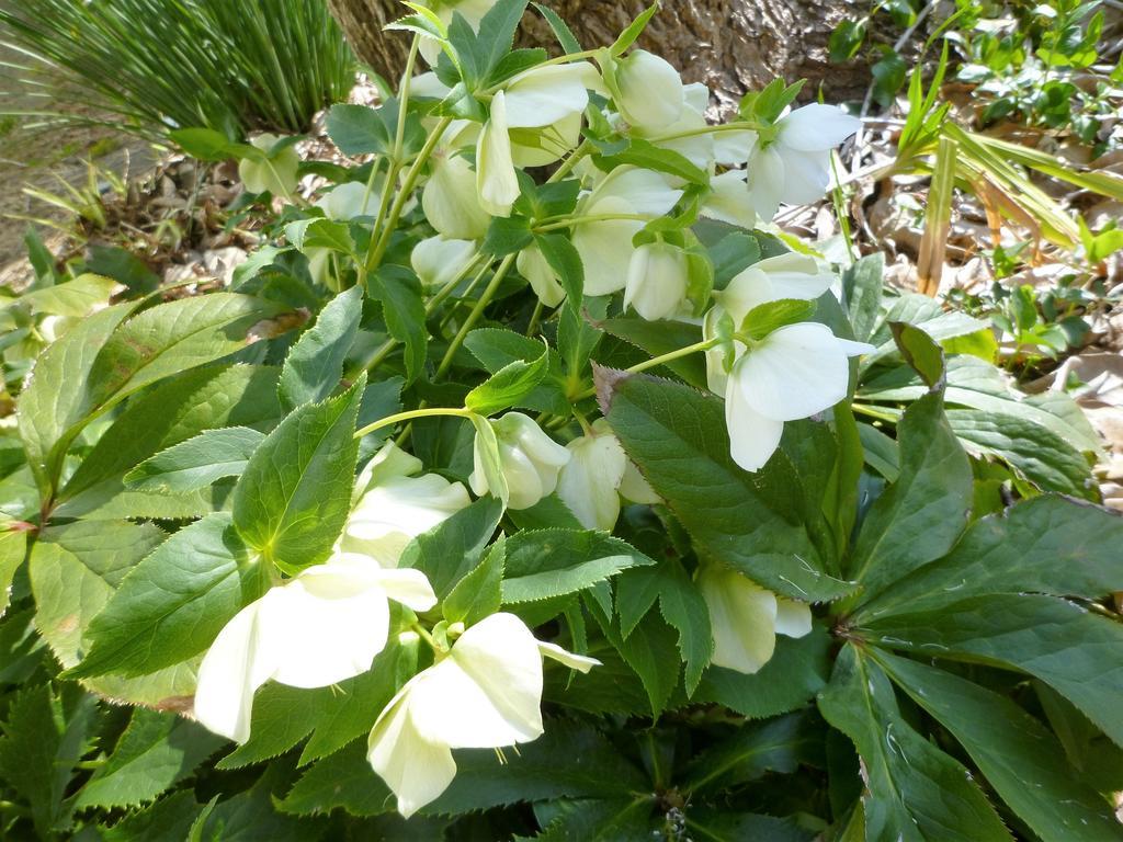 Pension Flora Tateyama  Dış mekan fotoğraf